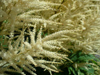Forest Goat’s Beard