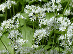 Wild Garlic