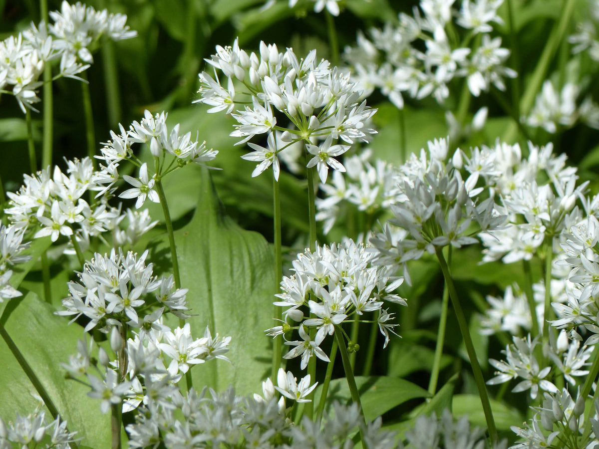 Wild Garlic