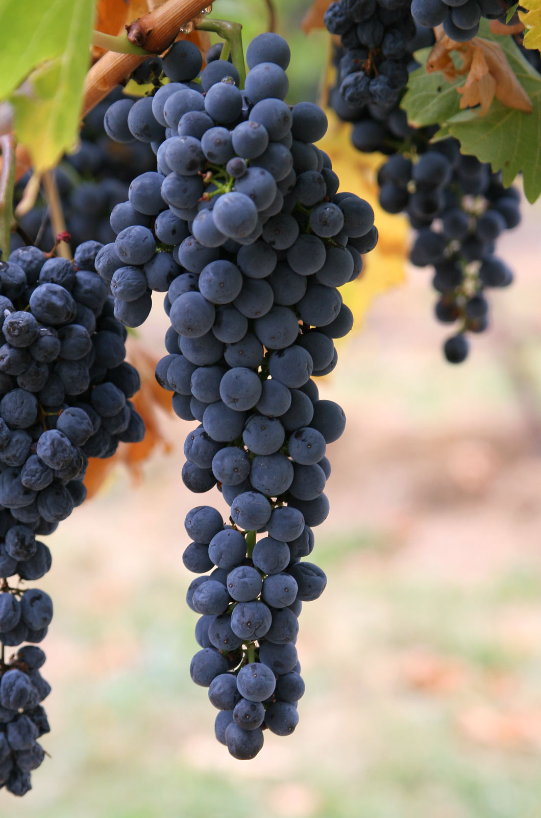 Grape 'Spetchley Park'