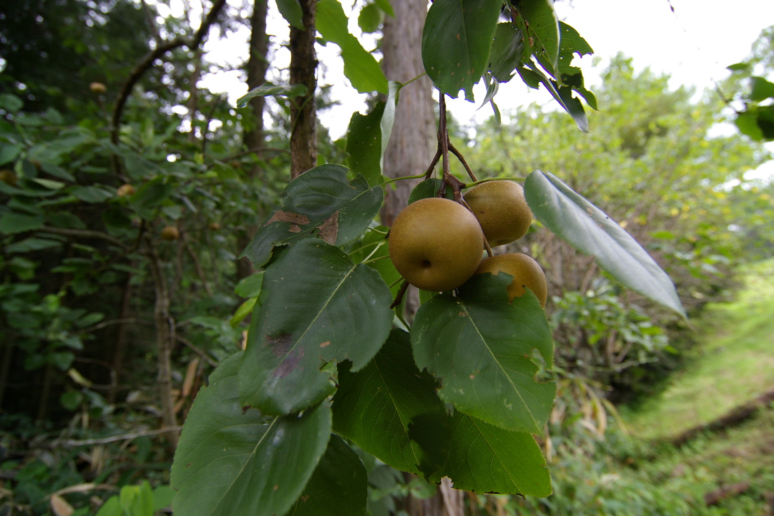 Asian Pear 'Kumoi'