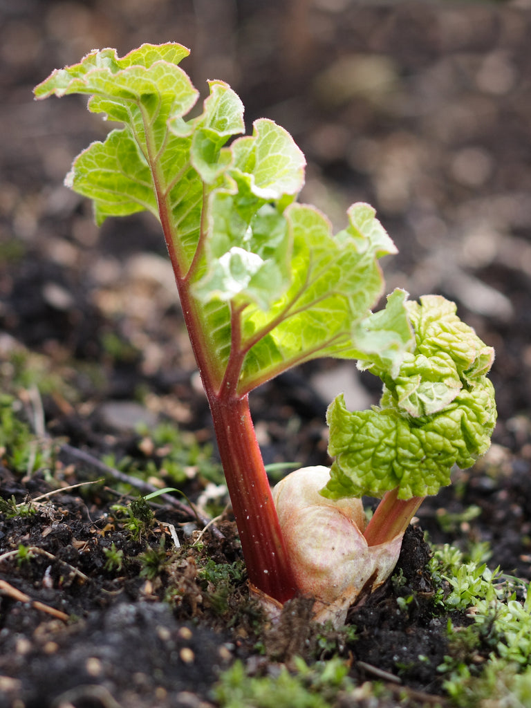 Siberian Rhubarb