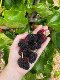 Mulberry 'Agate'