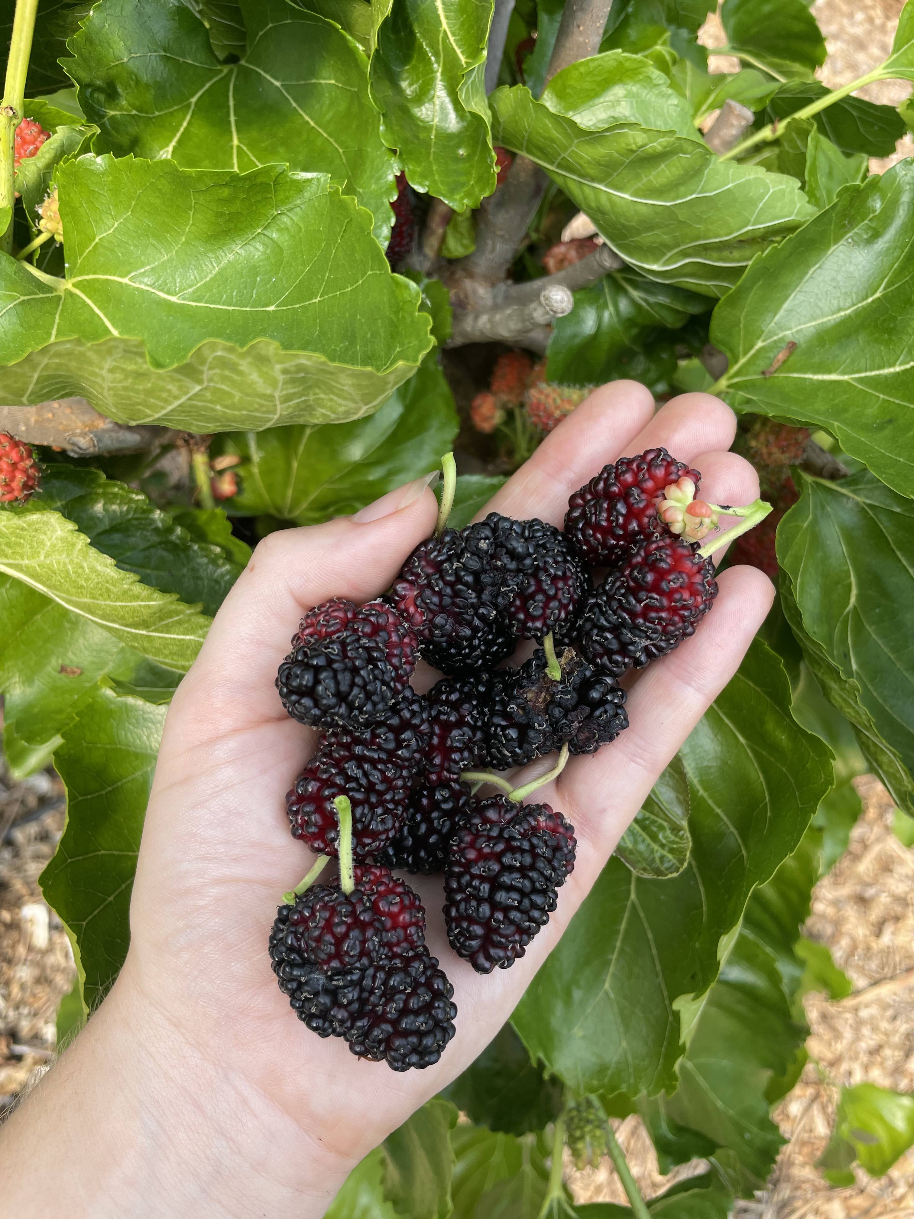 Mulberry 'Agate'