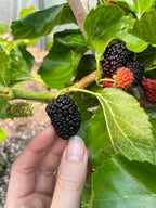 Mulberry 'Agate'