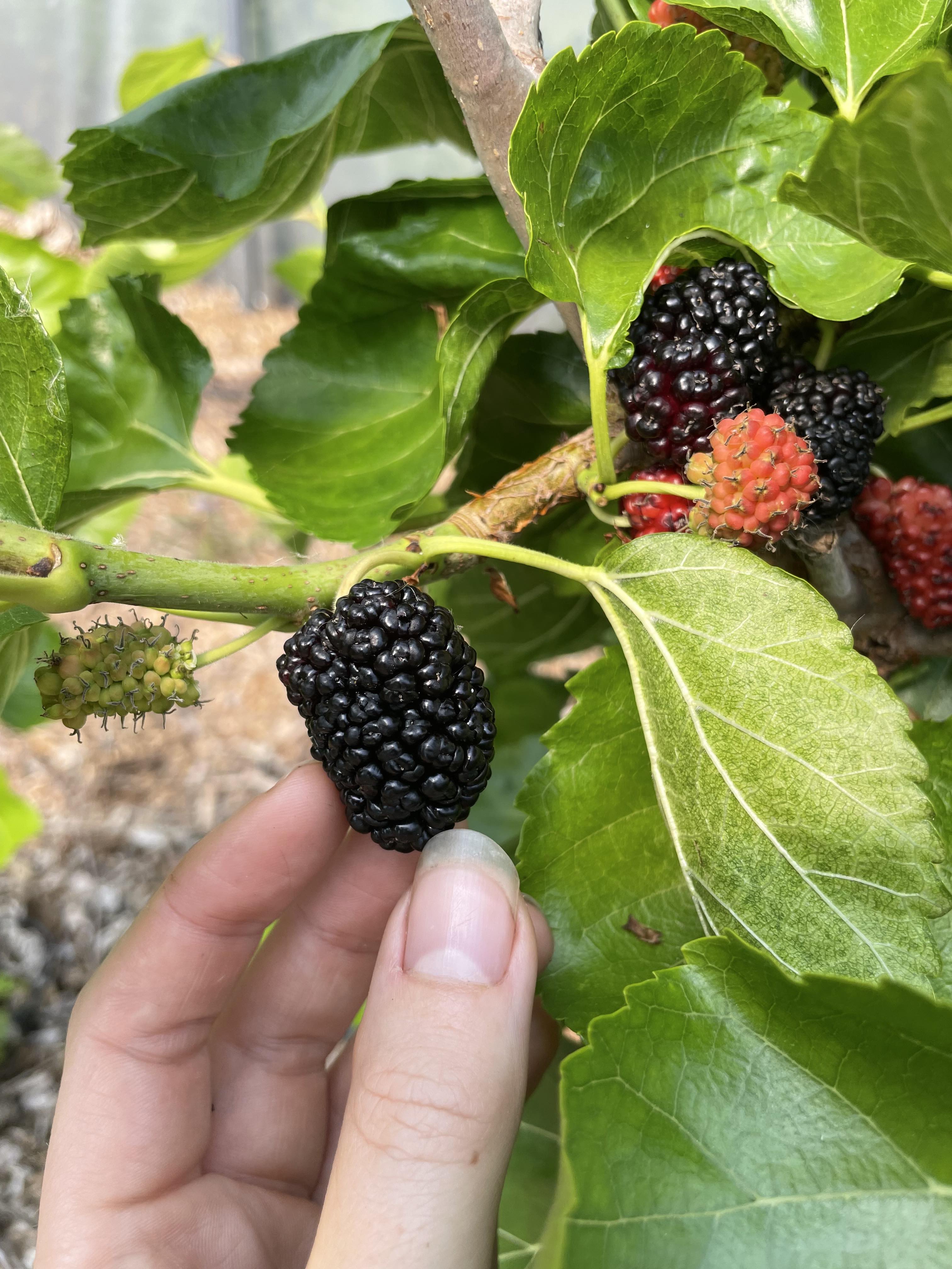 Mulberry 'Agate'