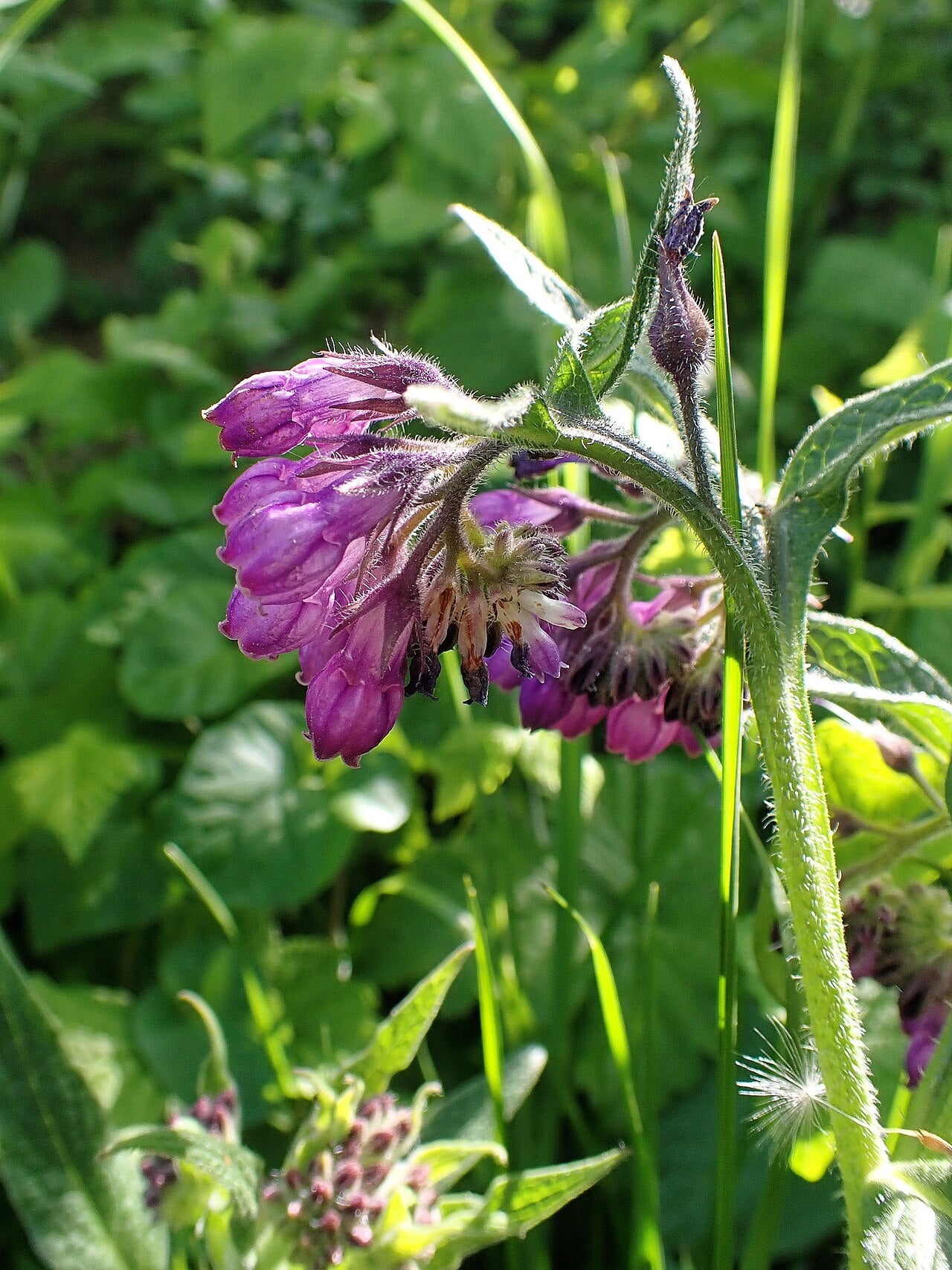 Comfrey 'Bocking 14'