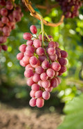 Grape 'Chasselas Rose'