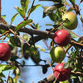 Cherry Plum