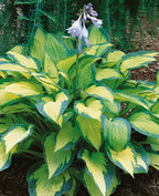 Hosta 'Pauls Glory'