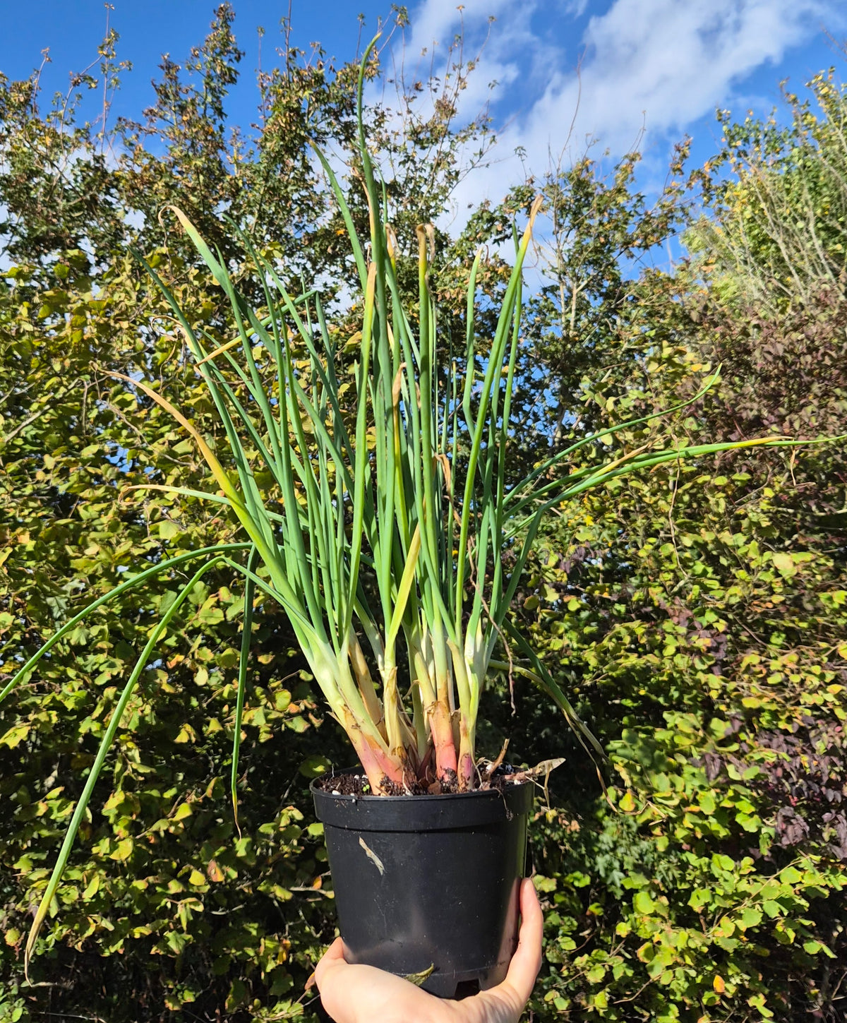 Everlasting Onion