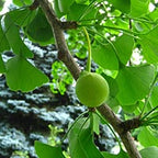 Ginkgo 'Saratoga'