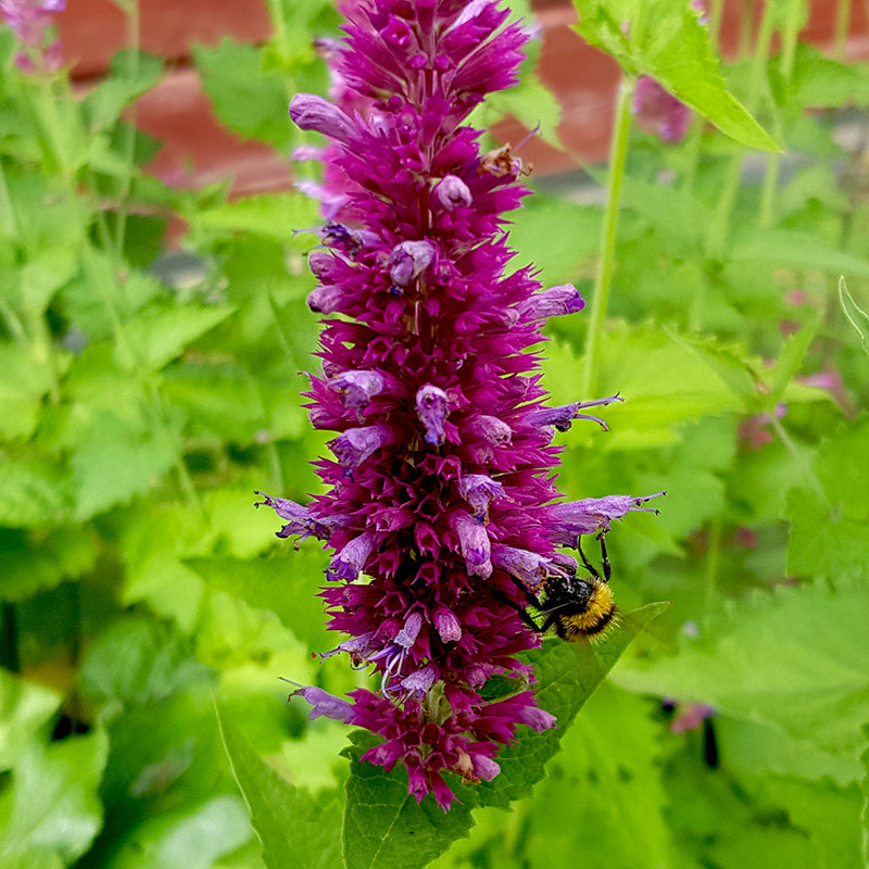 Agastache 'Globetrotter'