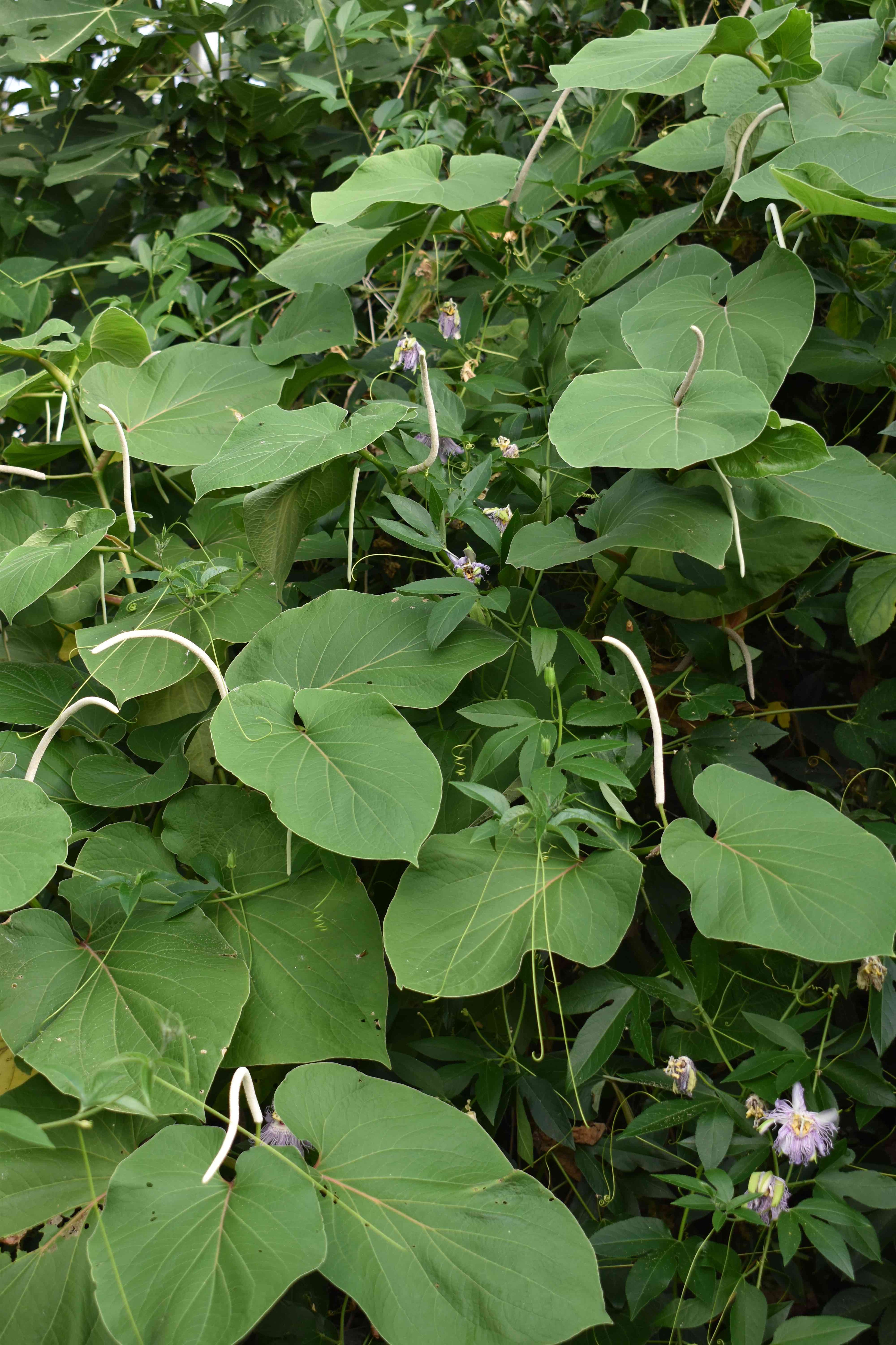Mexican Pepper Leaf