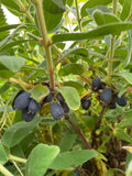 Honeyberry 'Wojtek'