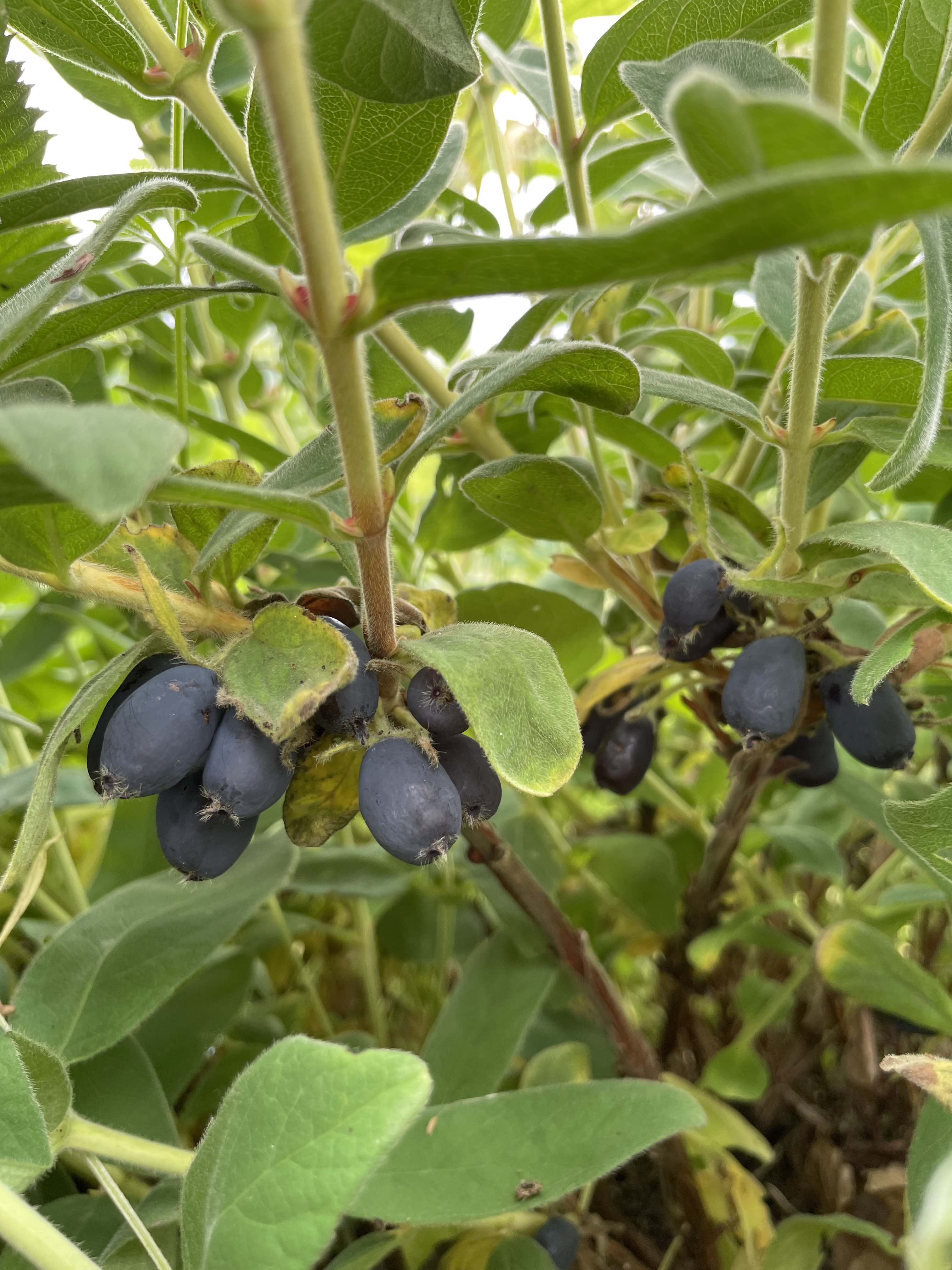 Honeyberry 'Wojtek'