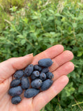 Honeyberry 'Eisbar'