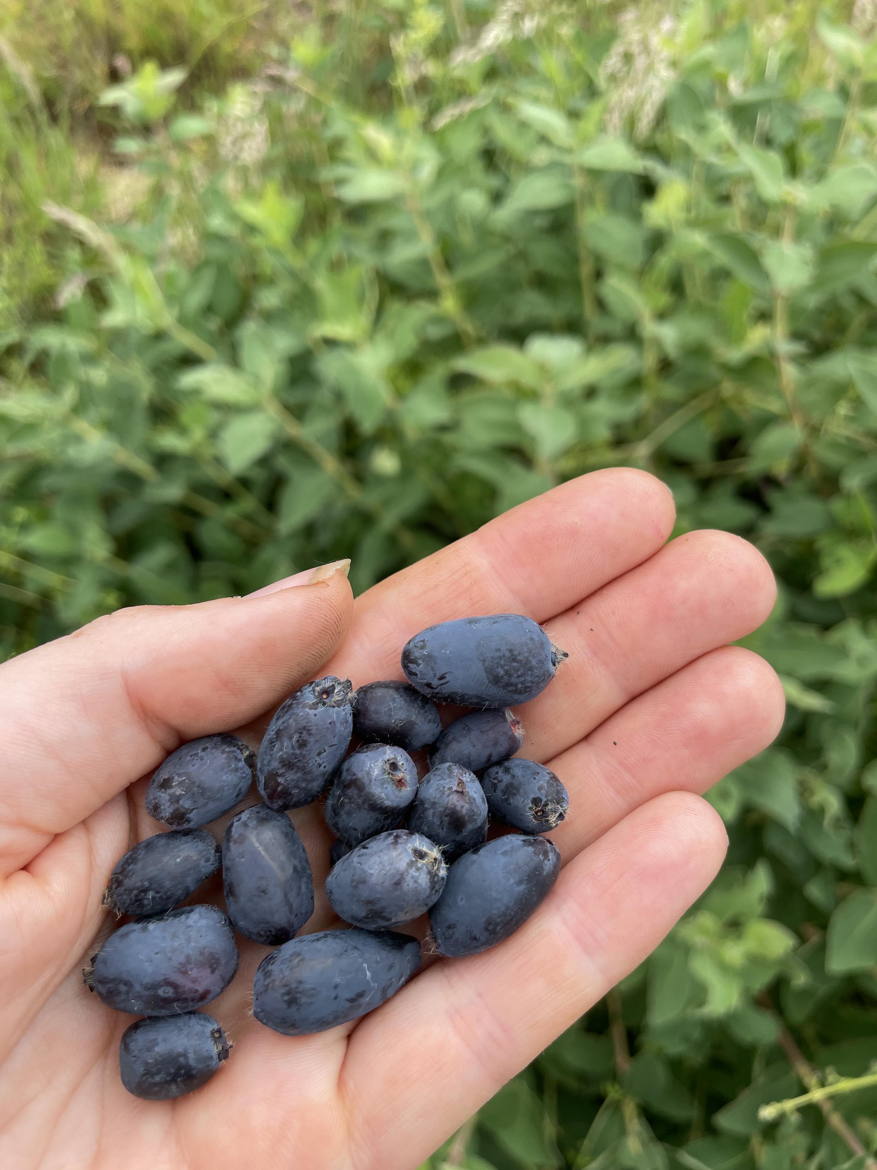 Honeyberry 'Wojtek'