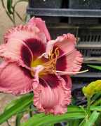 Daylily 'Cherry Valentine'