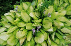 Hosta 'Gold Standard'