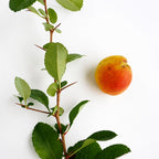 Japanese Quince 'Cido Red'