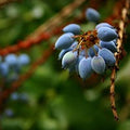 Oregon Grape
