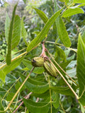 Pecan 'Northern'