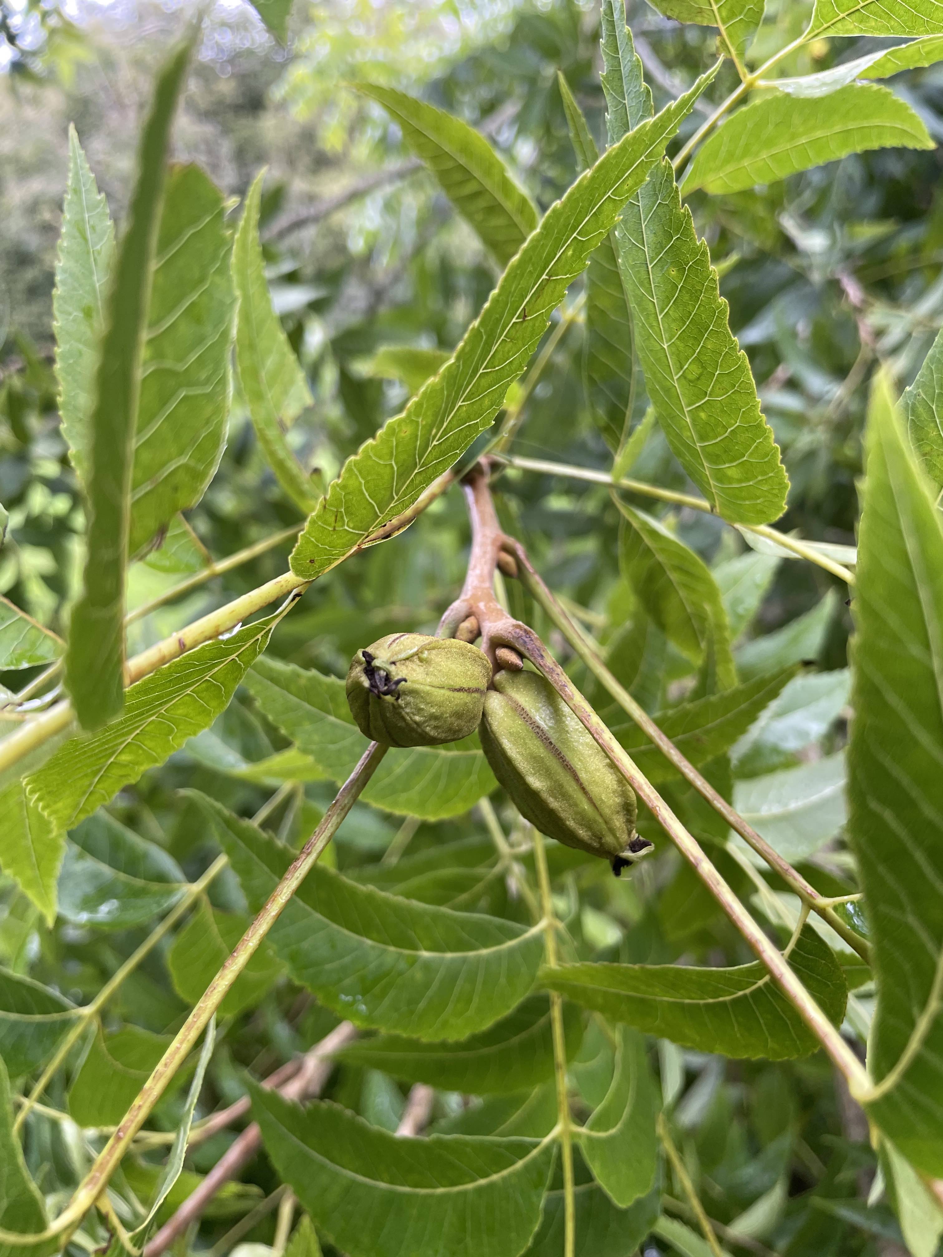 Pecan 'Northern'