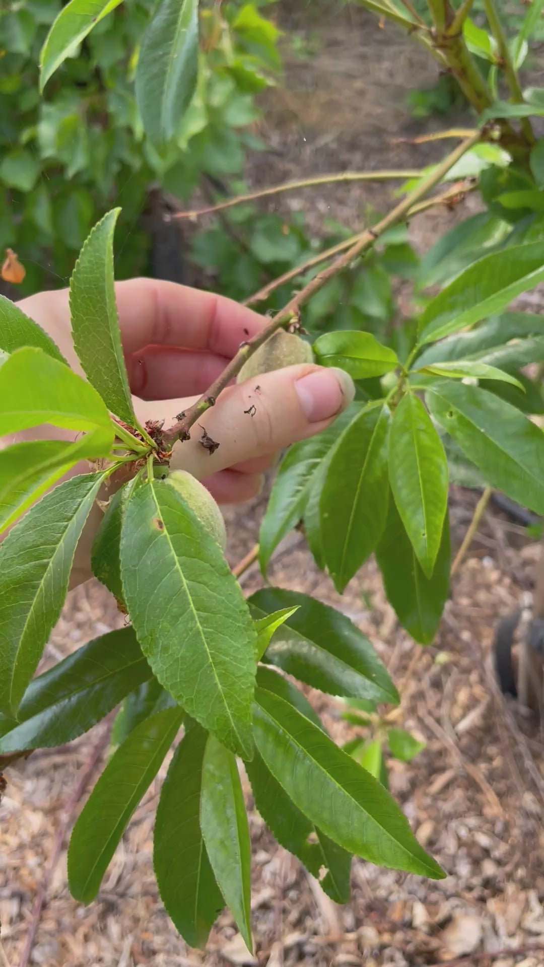 Almond 'Robijn'
