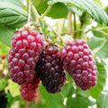 Tayberry 'Medana'