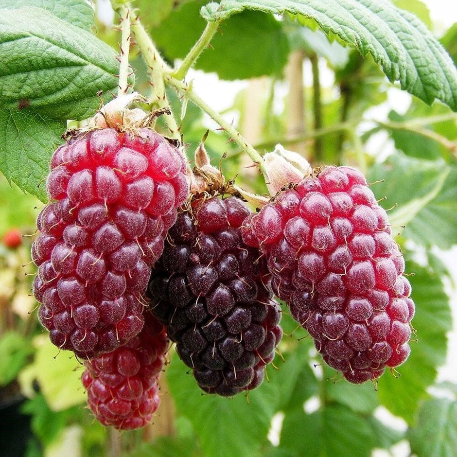 Tayberry 'Medana'